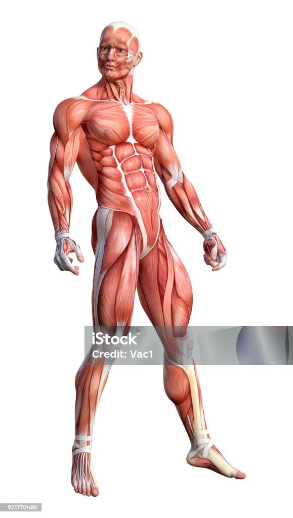 3D rendering male anatomy figure on white 3D rendering of a male anatomy figure with muscles map isolated on white background The Human Body Stock Photo