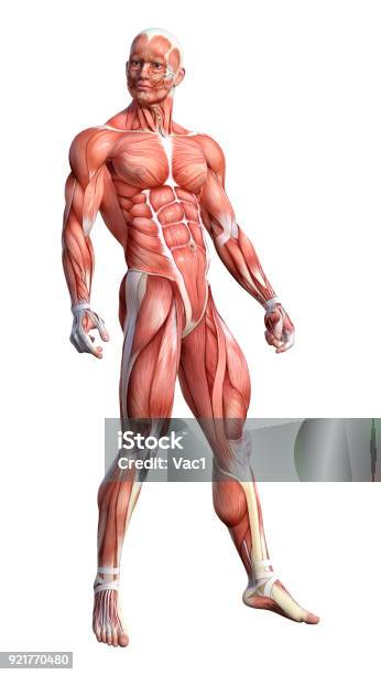 3d Rendering Male Anatomy Figure On White Stock Photo - Download Image Now - The Human Body, Digitally Generated Image, Model - Object