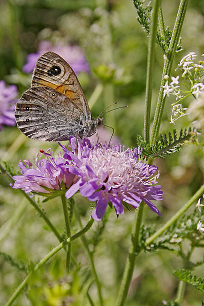 papillon - Photo