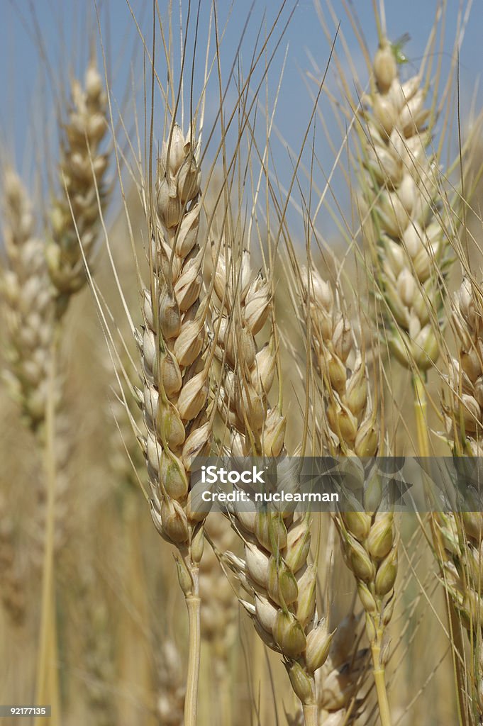 En pleine maturité blé Macro 3 - Photo de Agriculture libre de droits