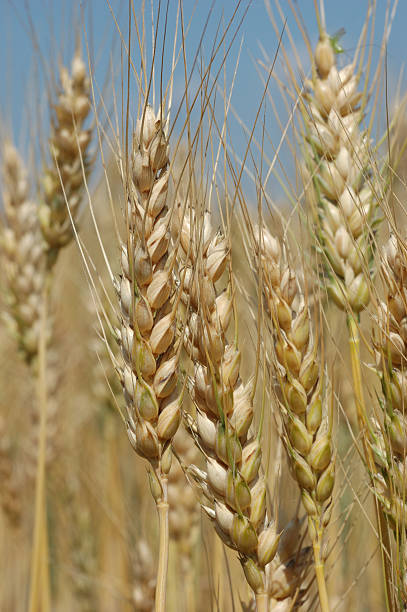 ripening пшеница макро 3 - kansas wheat bread midwest usa стоковые фото и изображения