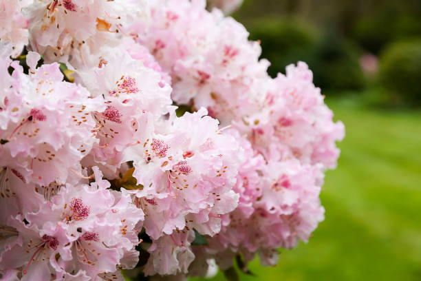 hermosa rosa rododendro - leaf rhododendron summer spring fotografías e imágenes de stock