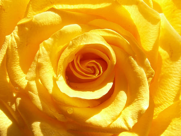 rose stock photo