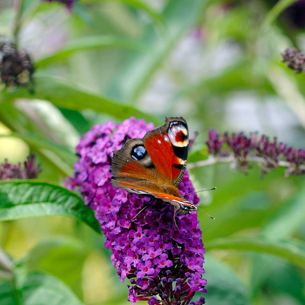 istock Peacock Inachis io  butterfly  on Buddleja 92177563