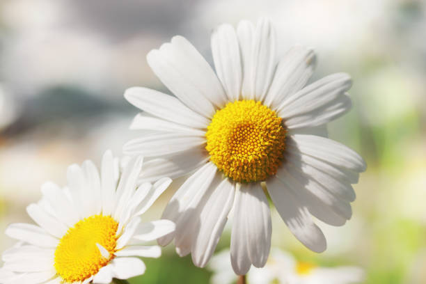 istock Chamomile flowers field  in sun ligh. 921776420