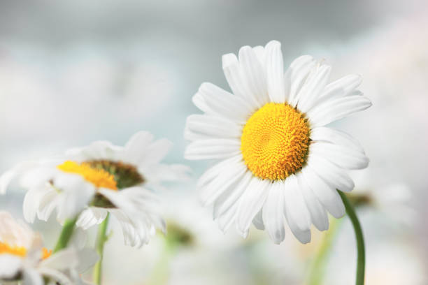 istock Chamomile flowers field  in sun ligh. 921776428