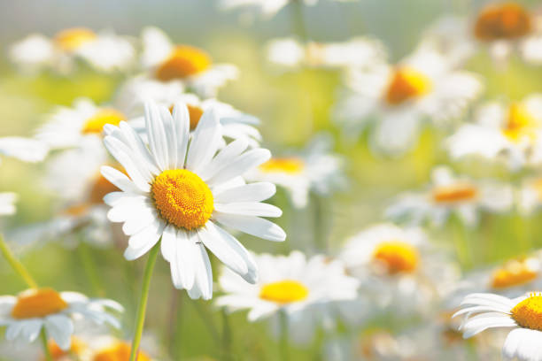 istock Flowering.  Blooming chamomile field, Chamomile flowers. 921776460