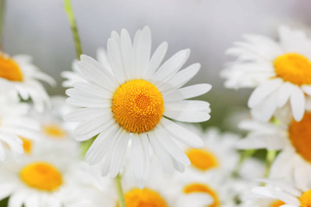istock Flowering.  Blooming chamomile field, Chamomile flowers. 921776480