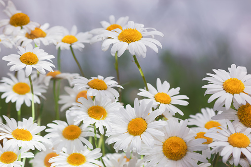 Flowering.  Blooming chamomile field, Chamomile flowers.