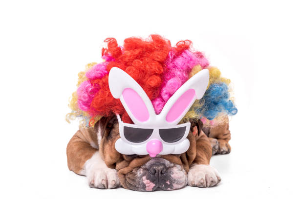 istock English bulldog with wig 921776636