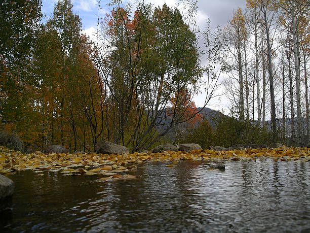 Herbstmuster – Foto