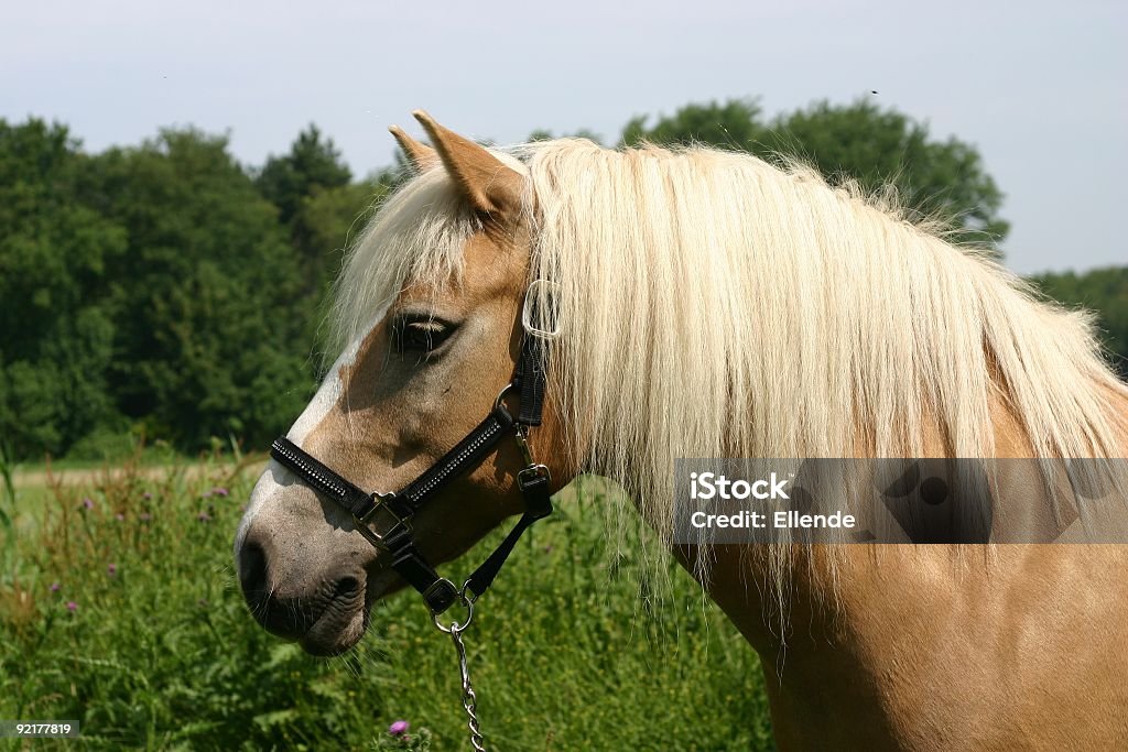Gedeeltelijk Bouwen op buik Haflinger Pony Stock Photo - Download Image Now - Color Image, Horizontal, No People - iStock Gedeeltelijk Bouwen op buik Haflinger Pony Stock Photo - Download Image Now - Color Image, Horizontal, No People - iStock