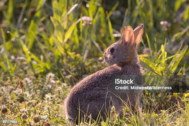 Photo libre de droit de Lapin Bébé banque d'images et plus d'images libres de droit de Horizontal - Horizontal, Image en couleur, Photographie