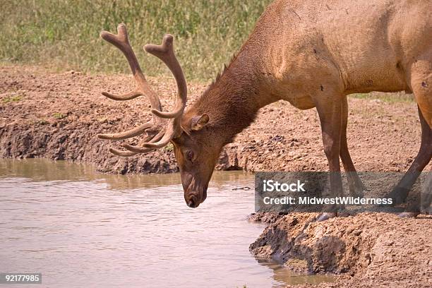 Alce De Beber - Fotografias de stock e mais imagens de Caribu - Veado-vermelho - Caribu - Veado-vermelho, Fotografia - Imagem, Horizontal