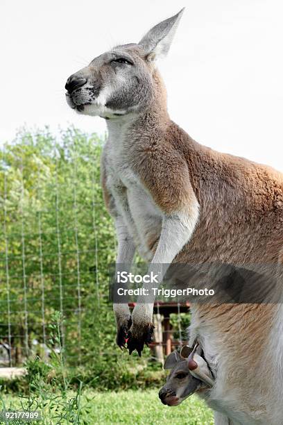 Matka Kangaroo - zdjęcia stockowe i więcej obrazów Australia - Australia, Brązowy, Fotografika