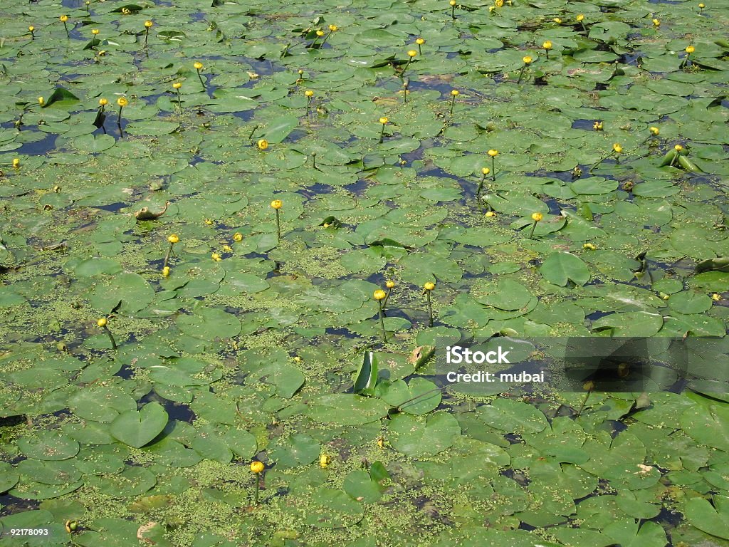 can-dock Overgrown forest lake in July. Bog Stock Photo