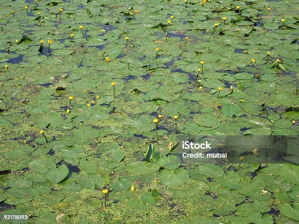 Candock Stock Photo - Download Image Now - Bog, Color Image, Flower