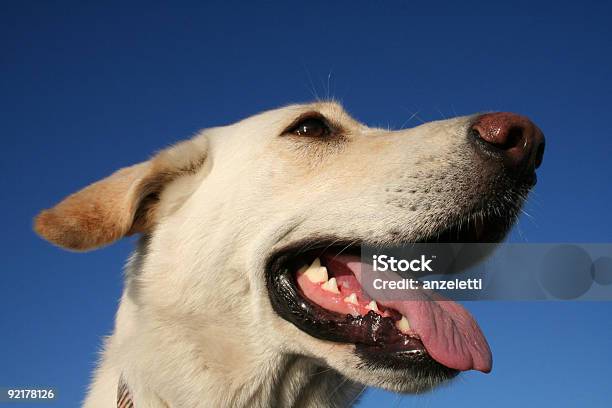 Foto de Cão De Retrato e mais fotos de stock de Fotografia - Imagem - Fotografia - Imagem, Horizontal, Imagem a cores