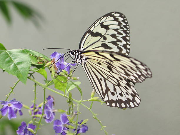 butterfly stock photo