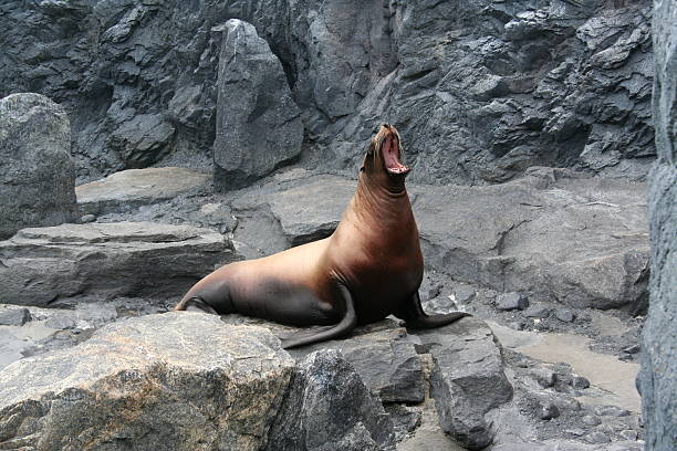 Sea lion on rock with mouth open stock photo