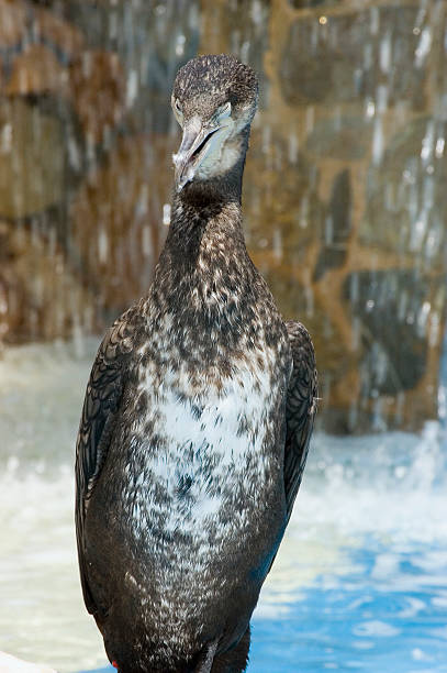 баклан - crested cormorant стоковые фото и изображения