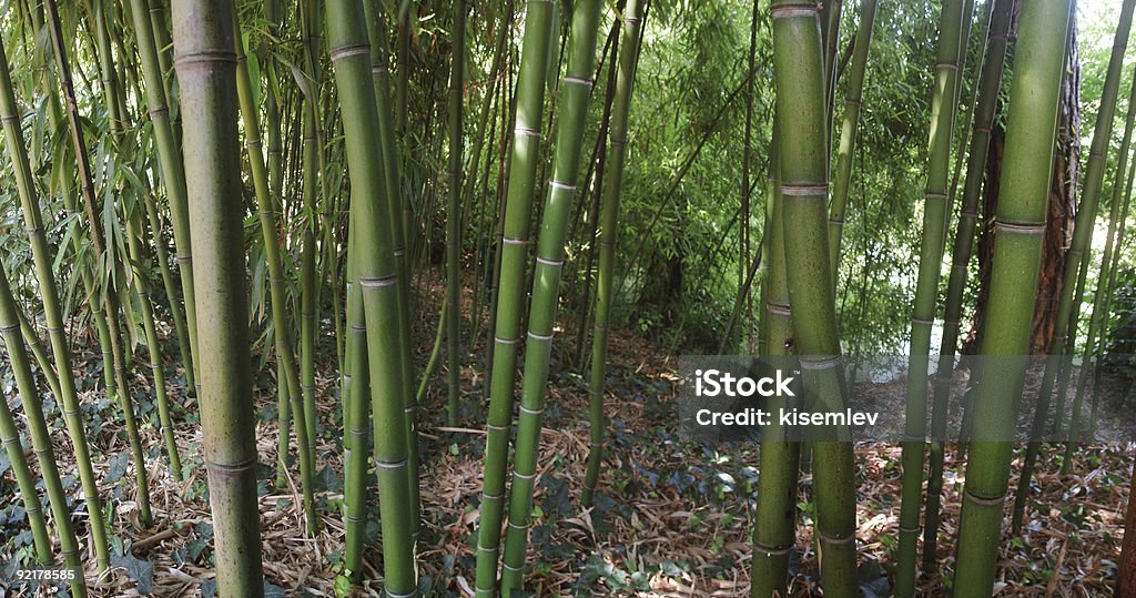 bamboo forest -3  Asia Stock Photo