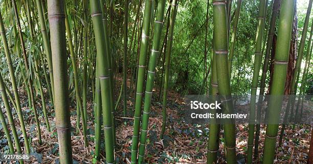 Bamboo Forest 3 Stock Photo - Download Image Now - Asia, Backgrounds, Bamboo - Material