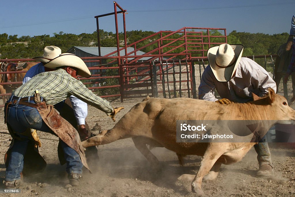 Indo para baixo - Foto de stock de Gado royalty-free