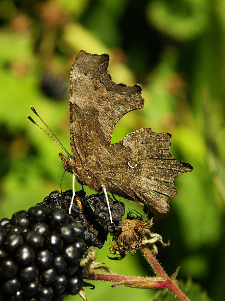 c butterfly on a blackberry - comma bildbanksfoton och bilder