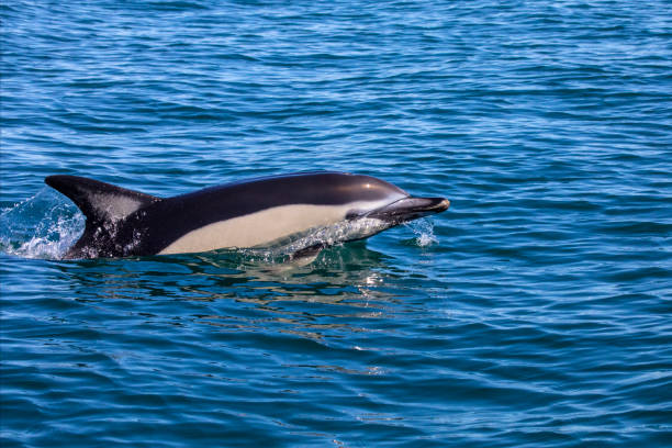 istock Dolphin in the Algarve, Portugal 921789072