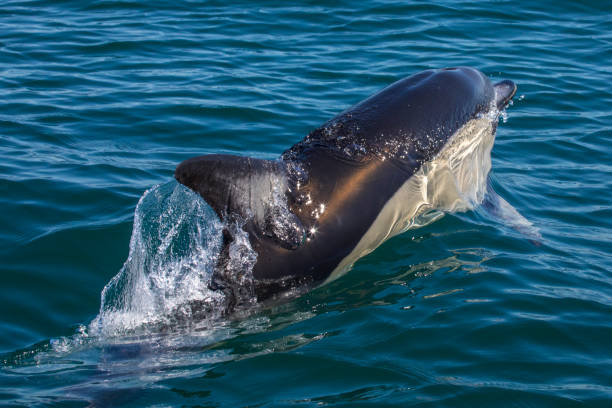 istock Dolphin in the Algarve, Portugal 921789154