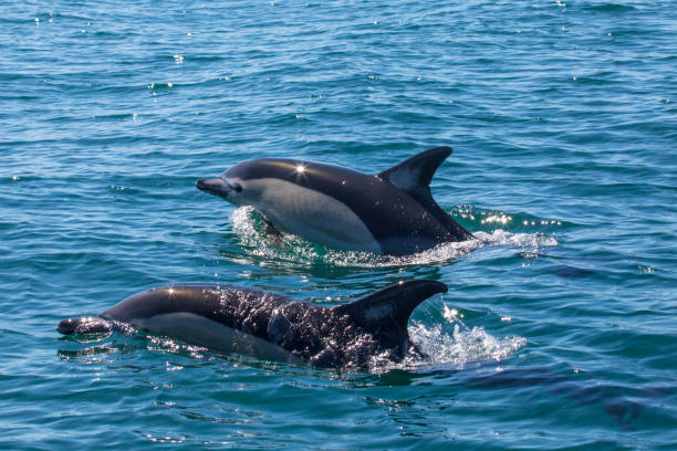 istock Dolphin in the Algarve, Portugal 921789350