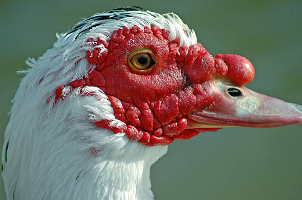 istock Portrait of a senior bird 92178965