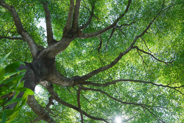 istock forest trees nature green wood backgrounds 921789736