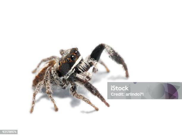 Jumping Spider On White Background 3 Stock Photo - Download Image Now - Jumping Spider, Cut Out, White Background