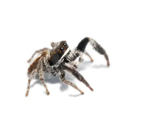 Photo of Jumping spider on white background 3