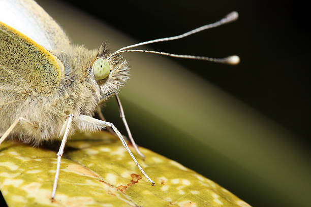 mariposa blanca 2 - lepidopteron fotografías e imágenes de stock