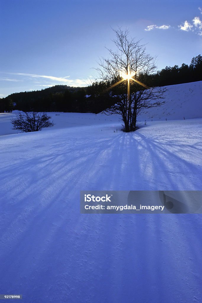 Paysage hivernal - Photo de Arbre libre de droits