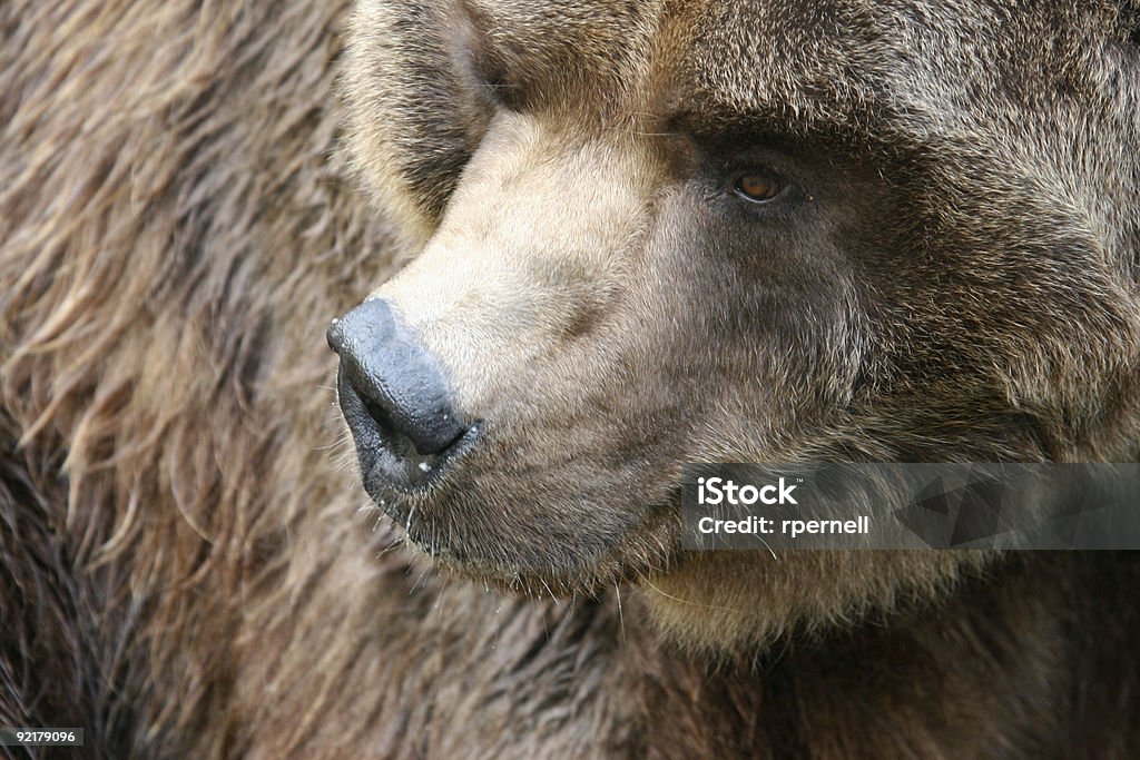 Urso - Royalty-free Abraçar Foto de stock