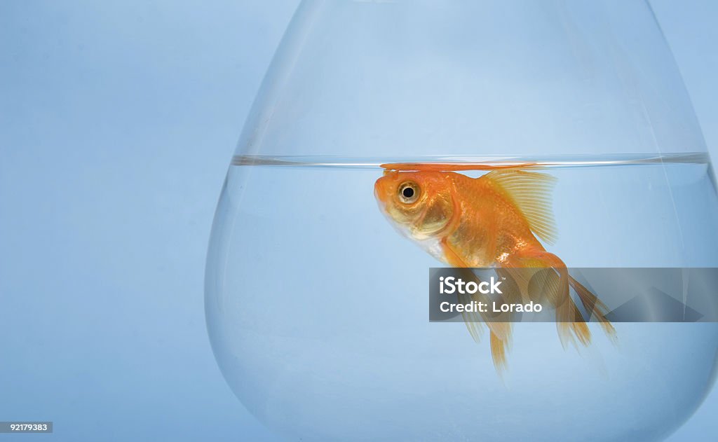 Pesce d'oro - Foto stock royalty-free di Acqua