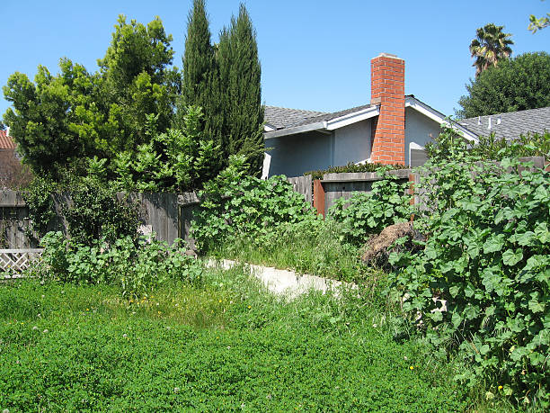 Big grassy backyard.