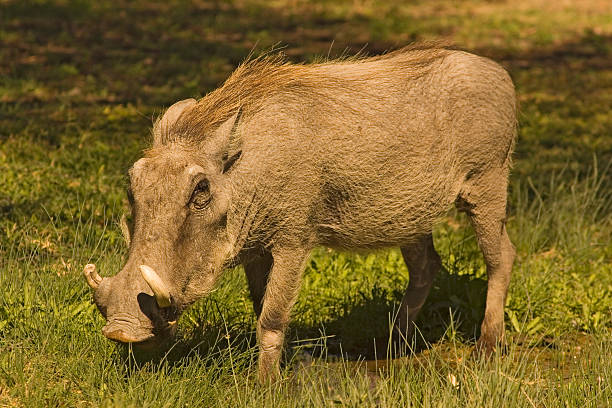warthog stock photo