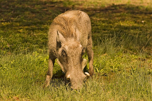 warthog stock photo