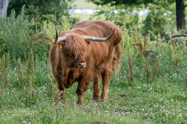 istock Large male Highland Cattle standing in a green field 921797670
