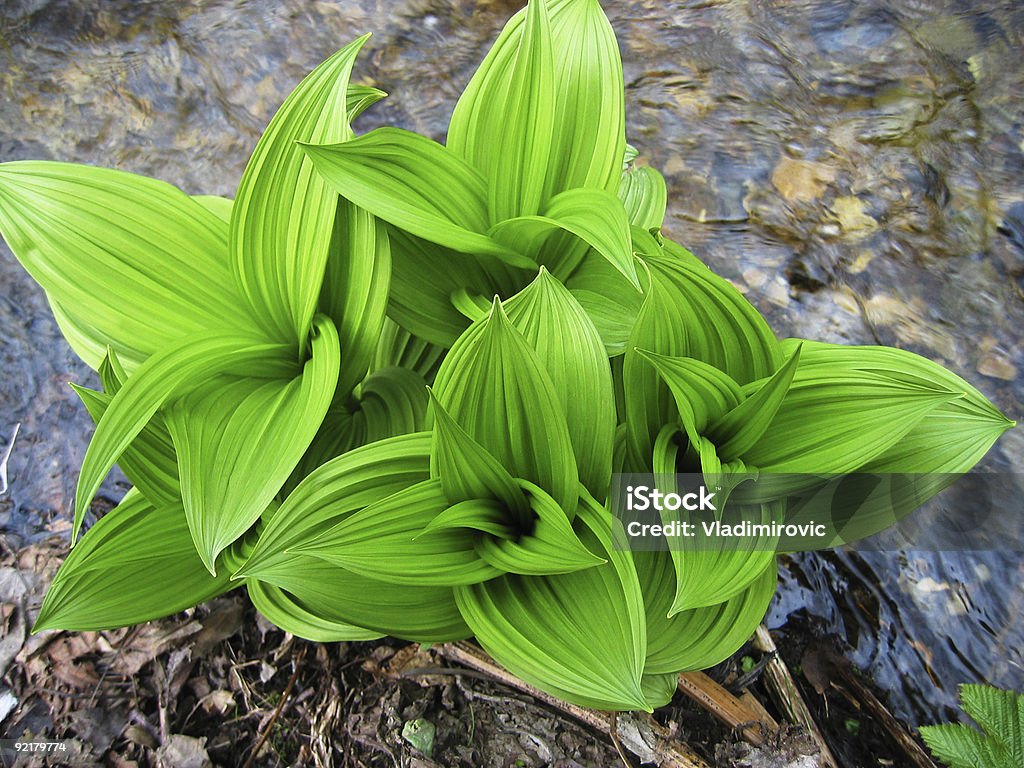 Folhas - Royalty-free Botânica - Ciência de plantas Foto de stock