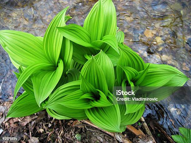 Folhas - Fotografias de stock e mais imagens de Botânica - Ciência de plantas - Botânica - Ciência de plantas, Clorofila, Cor verde