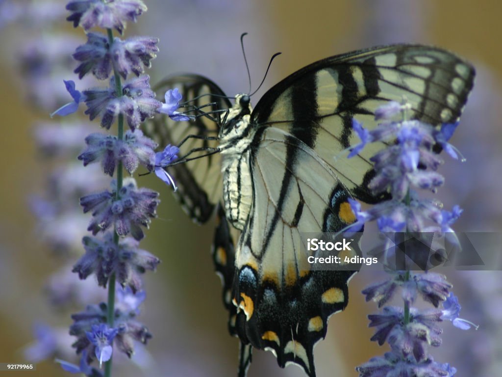 Hermosa mariposa - Foto de stock de Aire libre libre de derechos