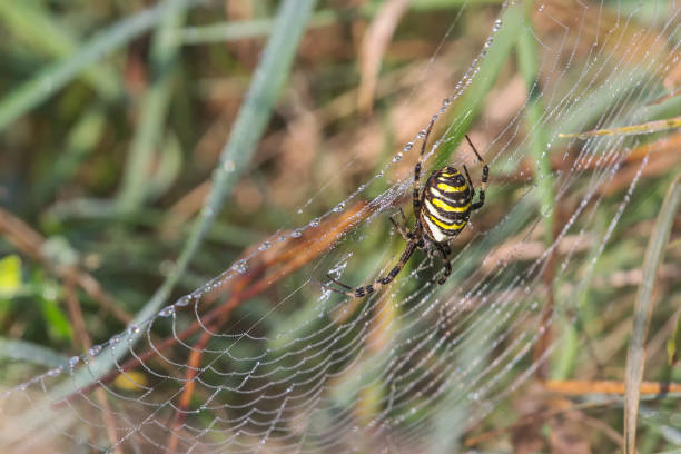 istock Beautiful spider with black and yellow on a spiderweb in the morning light with dew drops 921802348