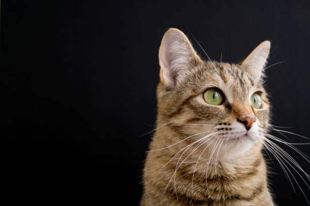 istock Striped fluffy domestic cat on black background. 921802850