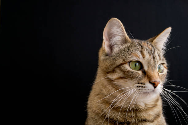 istock Striped fluffy domestic cat on black background. 921803512